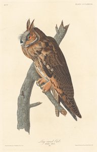 Long-eared Owl by Robert Havell