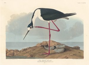 Long-legged Avocet by Robert Havell