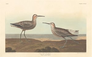 Long-legged Sandpiper