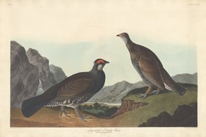Long-tailed or Dusky Grouse