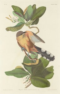Mangrove Cuckoo, 1833 by Robert Havell