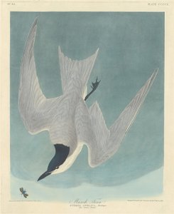 Marsh Tern