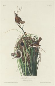 Marsh Wren, 1830 by Robert Havell