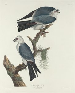 Mississippi Kite by Robert Havell