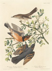 Mountain Mocking-bird and Varied Thrush