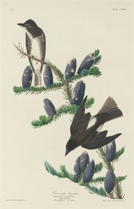 Olive-sided Flycatcher by Robert Havell