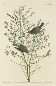 Orange-crowned Warbler