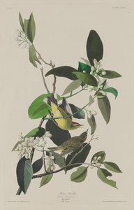 Palm Warbler