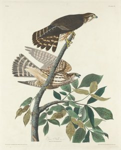 Pigeon Hawk by Robert Havell
