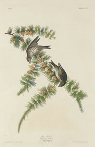 Pine Finch