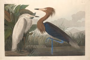 Purple Heron by Robert Havell