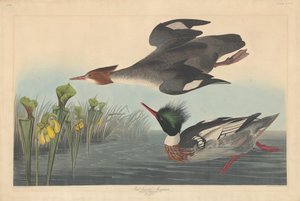 Red-breasted Merganser by Robert Havell