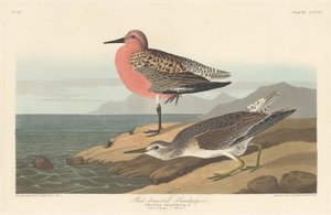Red-breasted Sandpiper by Robert Havell