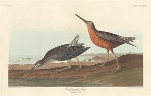 Red-breasted Snipe