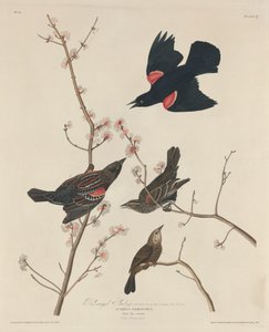 Red-winged Starling by Robert Havell