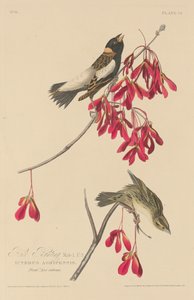 Rice Bunting, 1829 by Robert Havell