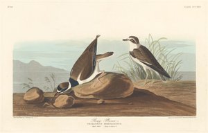 Ring Plover