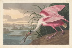 Roseate Spoonbill by Robert Havell