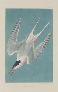 Roseate Tern, 1835