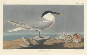 Sandwich Tern, 1835 by Robert Havell
