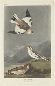 Snow Bunting