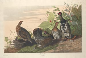 Spotted Grouse, 1833