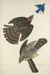 Stanley Hawk