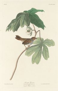 Swamp Sparrow by Robert Havell