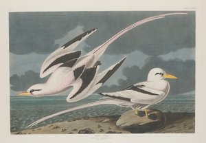 Tropic Bird, 1835
