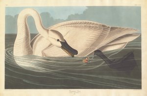 Trumpeter Swan, 1838 by Robert Havell