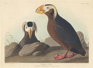 Tufted Auk by Robert Havell