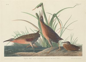 Virginia Rail, 1834