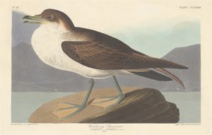 Wandering Shearwater, 1835
