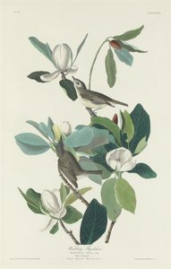 Warbling Flycatcher, 1831