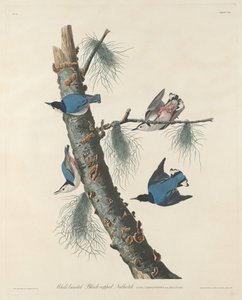 White-breasted Black-capped Nuthatch, 1832