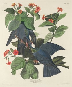 White-Crowned Pigeon, 1833