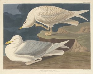 White-winged Silvery Gull by Robert Havell