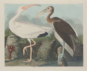 White Ibis by Robert Havell