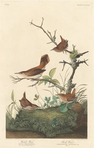 Winter Wren and Rock Wren
