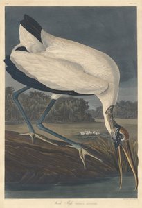 Wood Ibis, 1834 by Robert Havell