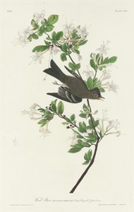 Wood Pewee by Robert Havell