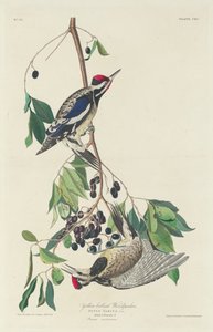 Yellow-bellied Woodpecker by Robert Havell