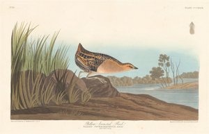 Yellow-breasted Rail
