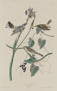 Yellow-crown Warbler by Robert Havell