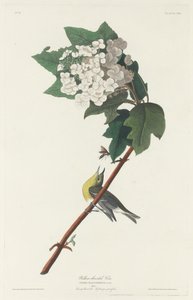 Yellow-throated Vireo by Robert Havell