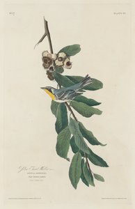 Yellow-throated Warbler by Robert Havell