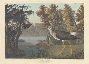 Yellow Shank, 1836 by Robert Havell