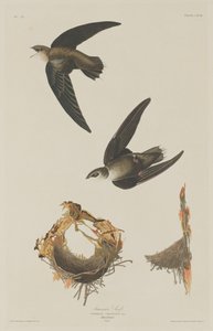 American Swift by Robert Havell after John James Audubon