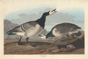 Barnacle Goose