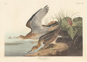 Bartram Sandpiper